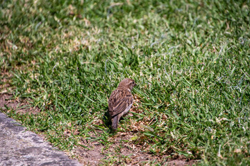 Fototapeta premium Pájaros en Cangas de Morrazo, Galicia.