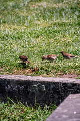 Pájaros en Cangas de Morrazo, Galicia.