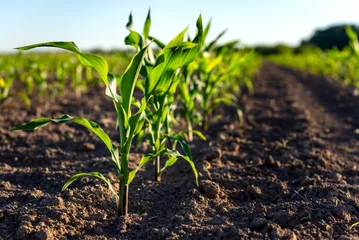 Fotobehang field of corn © Hsaini