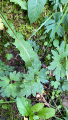 Detail of greenery on Monhegan island, Maine