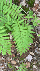 Detail of greenery on Monhegan island, Maine