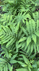 Detail shot of ferns in the woods, Monhegan Island, Maine