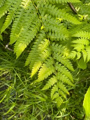 Detail shot of ferns in the woods, Monhegan Island, Maine