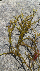 Different types of seaweed on rocks