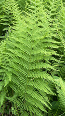 detail shot of fern