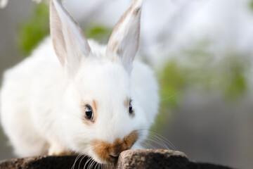 beautiful rabbit, close-up and long eyelashes