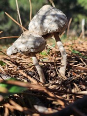 Setas en otoño