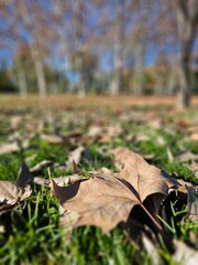 Hojas en otoño