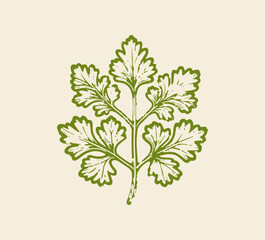 coriander leaf hand drawn vector 