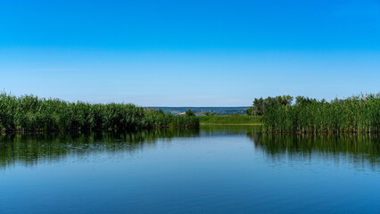 Different images of reeds on the river.