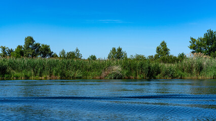 Different images of reeds on the river.