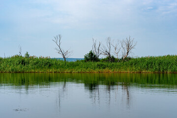 Different images of reeds on the river.
