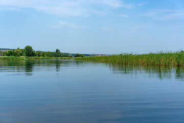 Different images of reeds on the river.