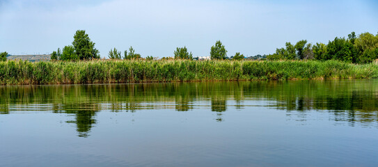 Fototapeta premium Different images of reeds on the river.