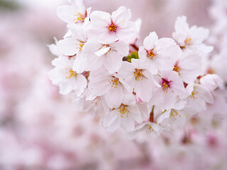 桜満開 春を告げる日本の吉野桜