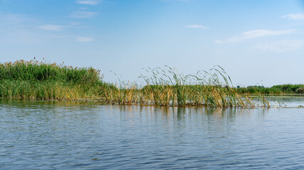 Different images of reeds on the river.
