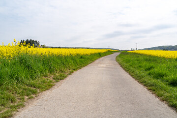 Footpath between rapeseed fields in spring