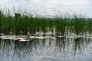 Different images of reeds on the river.