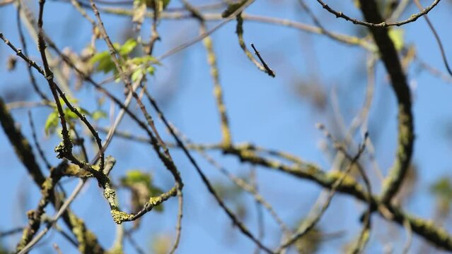 bird sings a song in the spring