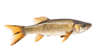 Barbourisiidae fish isolated on a transparent background