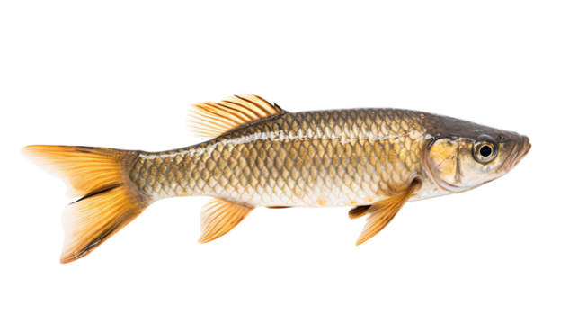 Barbourisiidae fish isolated on a transparent background