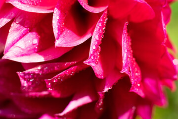 Fototapeta premium Plenty wet wavy flower petals with red pink gradient with lots of small water drops shining on summer sunlight. Botanical floral backdrop and background
