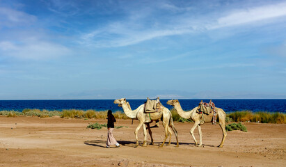 man leads camels near the shore of the Red Sea