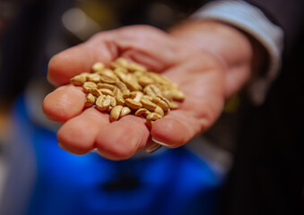 coffee beans present in a man's hand