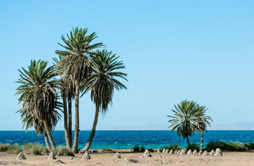 tall green palm trees on the shores of the Red Sea in Egypt Dahab