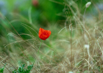 Isolated poppy  in a meadow