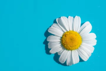 Deurstickers Single one beautiful soft chamomile daisy flower with white petals and yellow core on blue background with shadows because of bright sunlight. Summer backdrop copy space. © Sunny_Smile