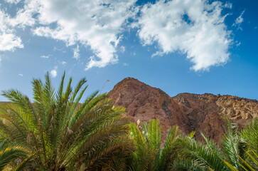 Fototapeta na wymiar palm branches against the high rocky mountains and blue sky with white clouds in Egypt Dahab South Sinai