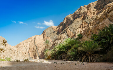 palm trees and plants in a canyon in the desert of Egypt