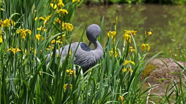 The Blue Crane, Grus paradisea, is an endangered bird specie endemic to Southern Africa. It is the national bird of South Africa