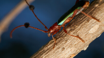Insect known as guitar eater perched on a brown branch (Compsocerus violaceus)