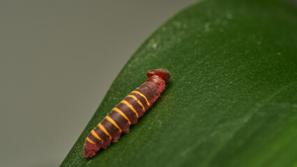 a small red and yellow caterpillar walking on a green leaf