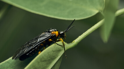 Black and yellow insect, Fly Sierra del Sen del Campo Adurgoa gonagra