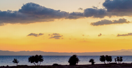 sunrise landscape Red Sea coast with a silhouette of palm trees and sky with clouds in Egypt