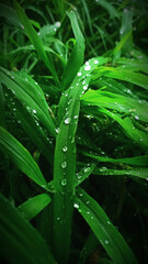 Raindrops on green grass