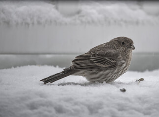 Small bird sitting in snow on winter day