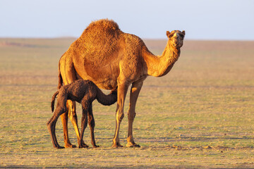 Wild desert camel portrait view in desert with his new born baby. Wild Desert camel roaming on...