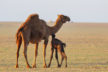 Wild desert camel portrait view in desert with his new born baby. Wild Desert camel roaming on...