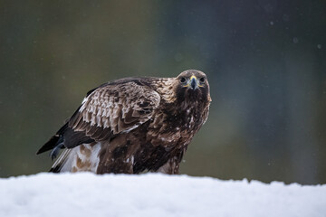 Golden eagle on snow in winter forest - 705002104