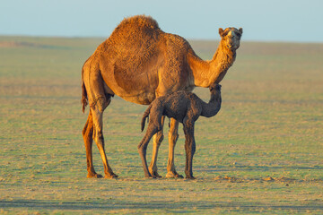 Wild desert camel portrait view in desert with his new born baby. Wild Desert camel roaming on desert with his just born camel baby...