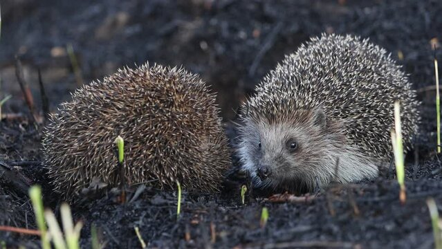 hedgehogs in the spring among the burnt grass