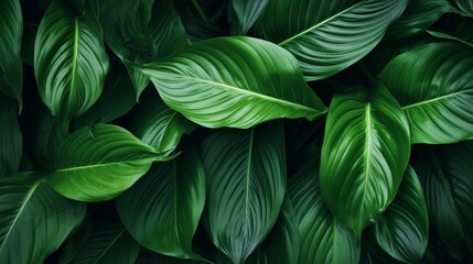 Abstract Green Texture of Spathiphyllum Cannifolium Leaves AI Generated