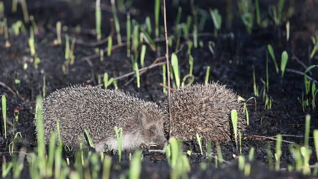 hedgehogs mating games slow motion