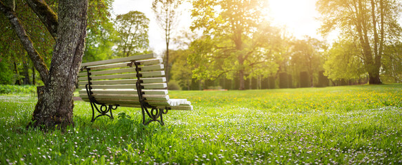 White bench standing under old tree in the parkland on the blooming meadow. - obrazy, fototapety, plakaty