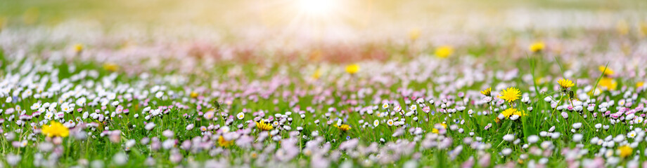Meadow with lots of white spring daisy flowers and yellow dandelions in sunny day. - 705006190