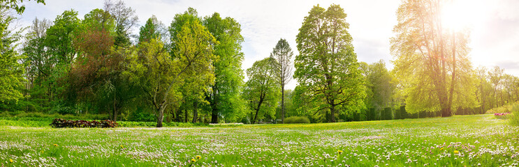 Meadow with lots of white spring daisy flowers and yellow dandelions in natural park in spring.